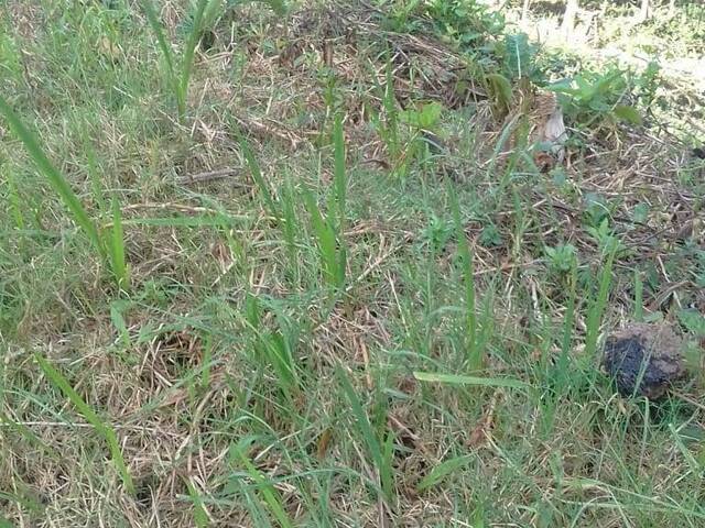 #137 - Terreno para Venda em Campos do Jordão - SP