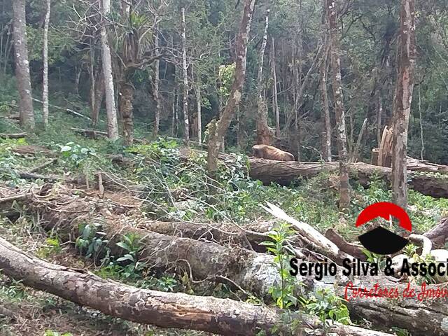 Terreno para Venda em Campos do Jordão - 4